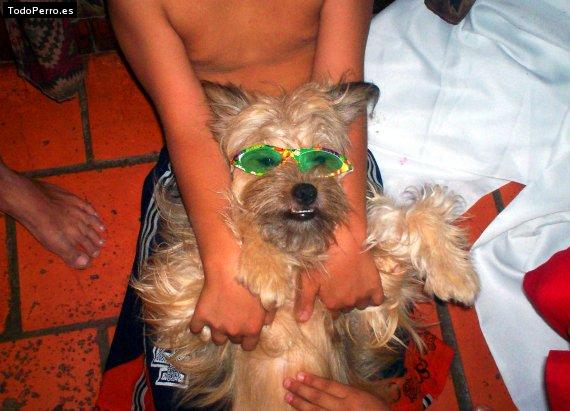La foto del perro