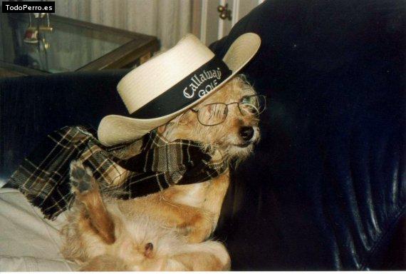 La foto del perro