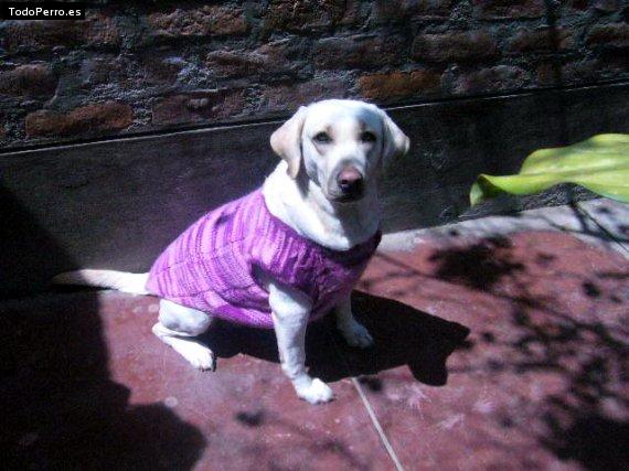 La foto del perro