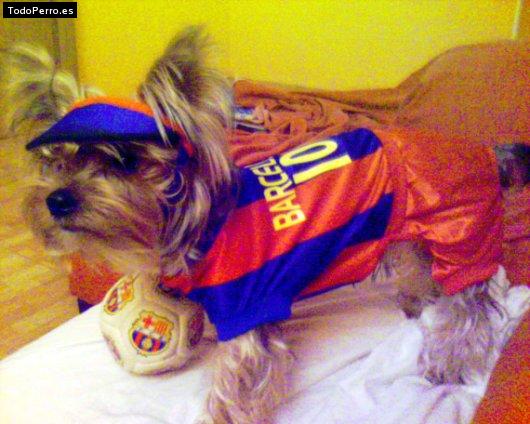 La foto del perro