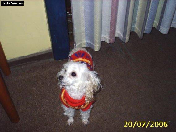 La foto del perro