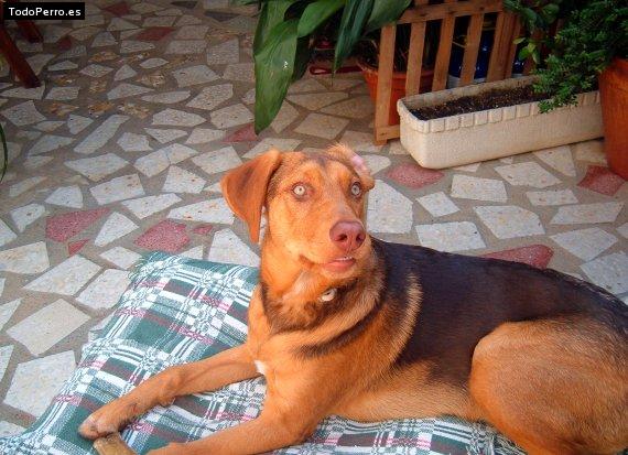 La foto del perro