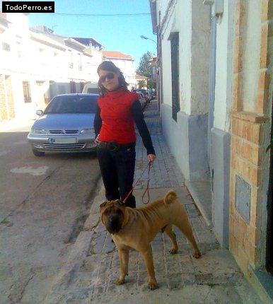La foto del perro