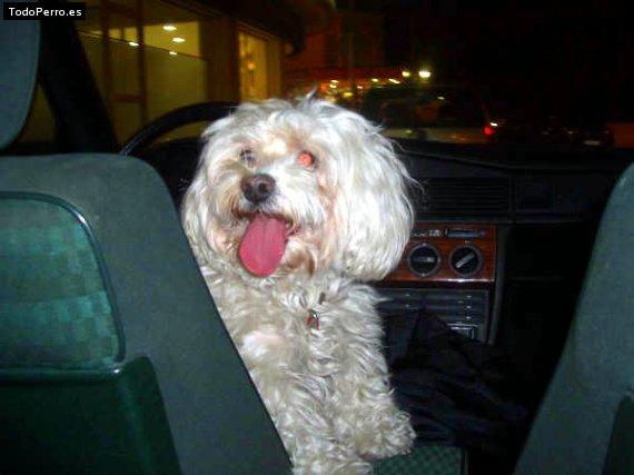 Foto del perro Nina