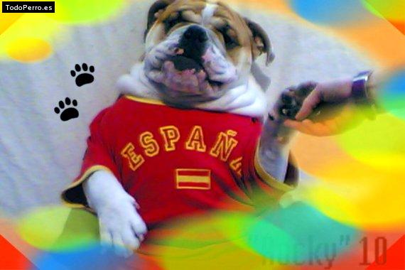 La foto del perro
