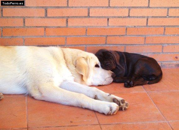 La foto del perro
