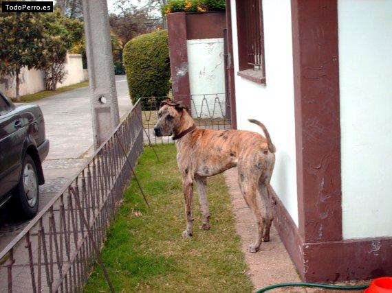 La foto del perro