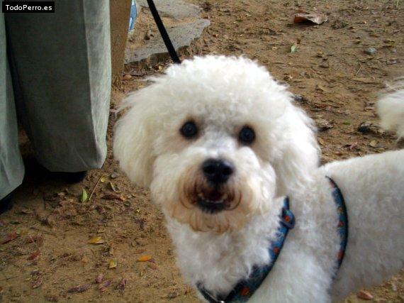 La foto del perro