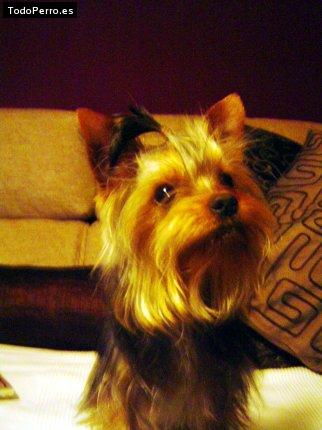 La foto del perro
