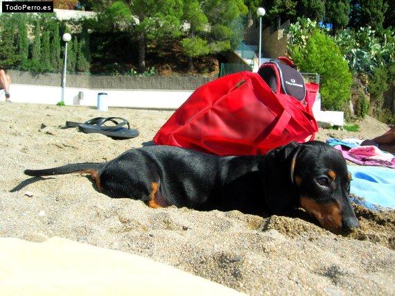 La foto del perro