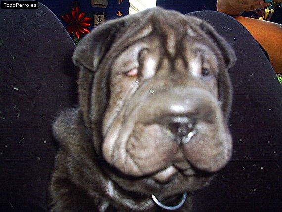 La foto del perro