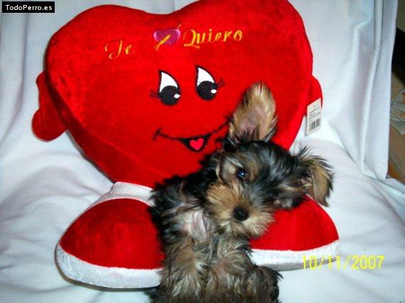 La foto del perro