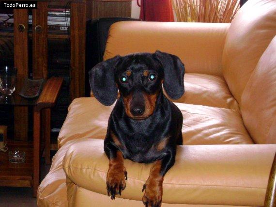 La foto del perro