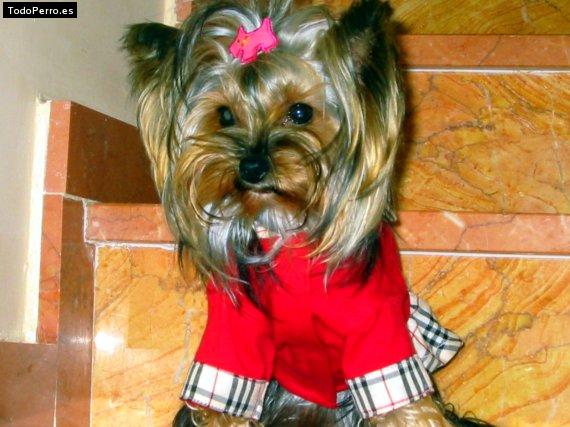 La foto del perro