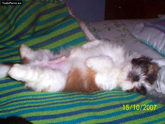 La foto del perro
