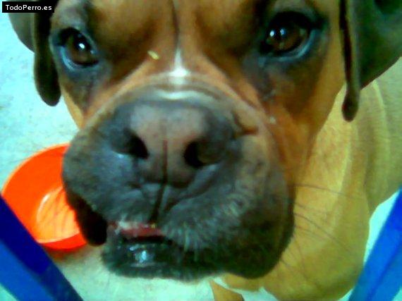La foto del perro