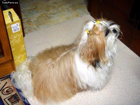Foto del perro Mofly