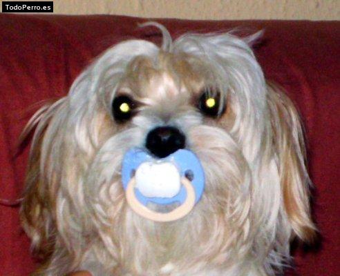 La foto del perro