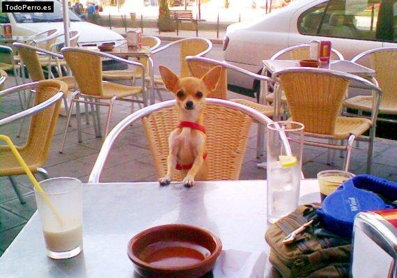 La foto del perro