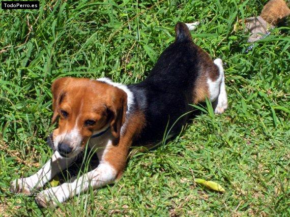 La foto del perro