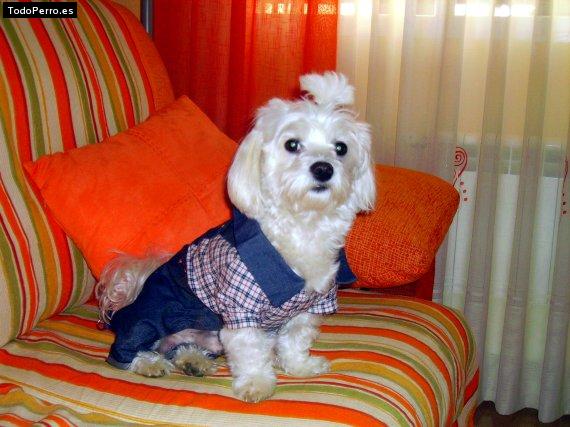 La foto del perro