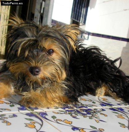 La foto del perro