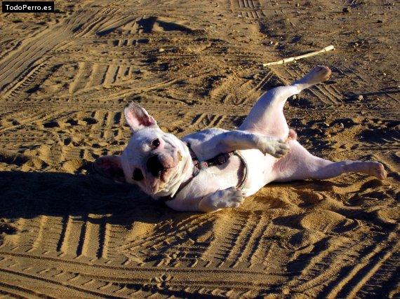 La foto del perro
