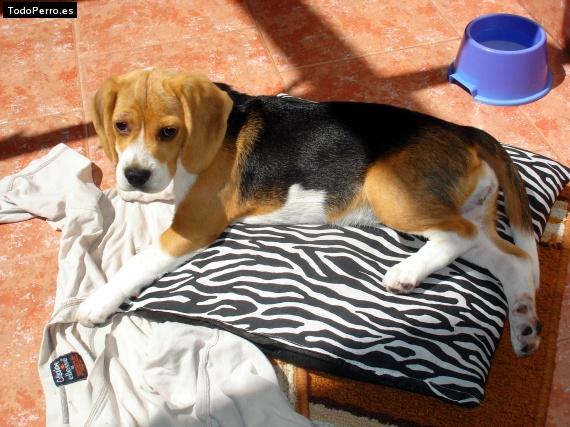 La foto del perro