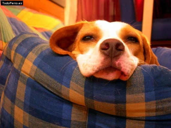 La foto del perro