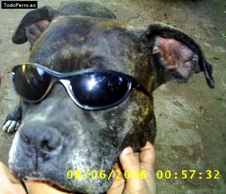 Foto del perro Rudo
