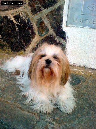 La foto del perro