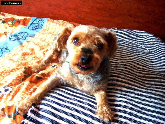 La foto del perro