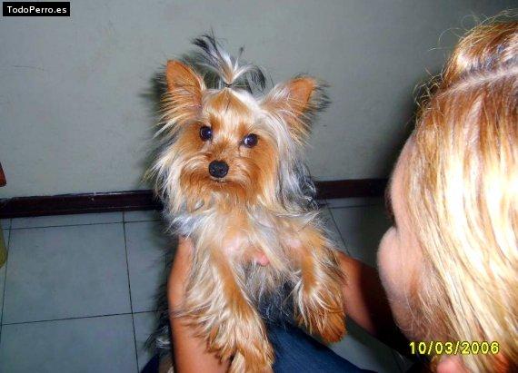 La foto del perro