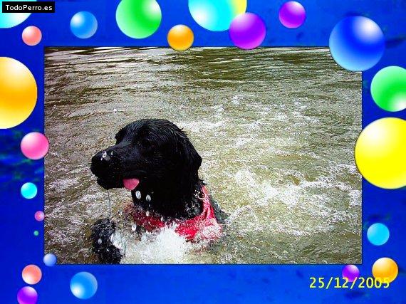La foto del perro