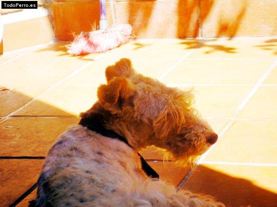 La foto del perro