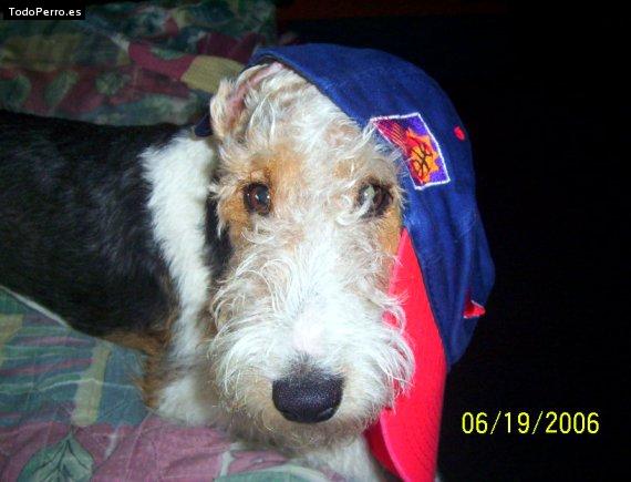La foto del perro