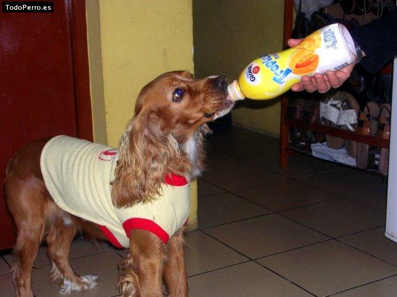 La foto del perro