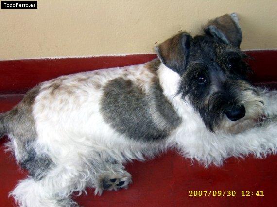 La foto del perro