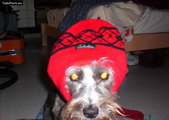La foto del perro