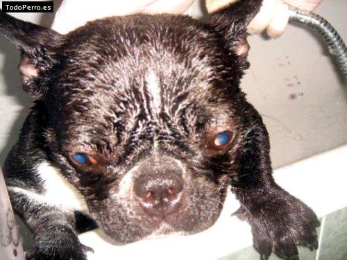 La foto del perro