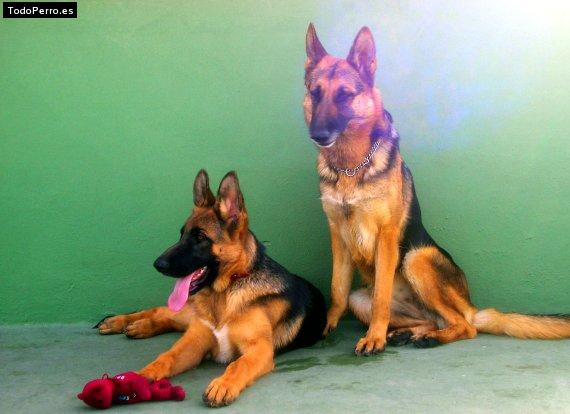 La foto del perro