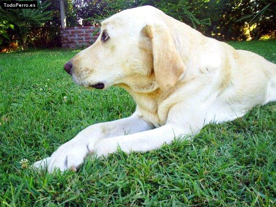 La foto del perro