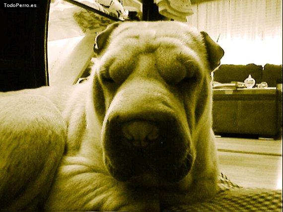 La foto del perro