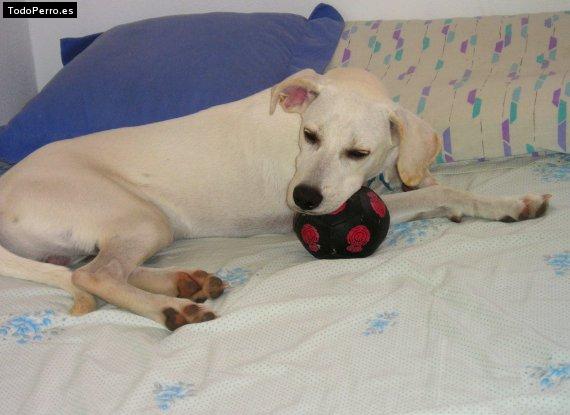 La foto del perro