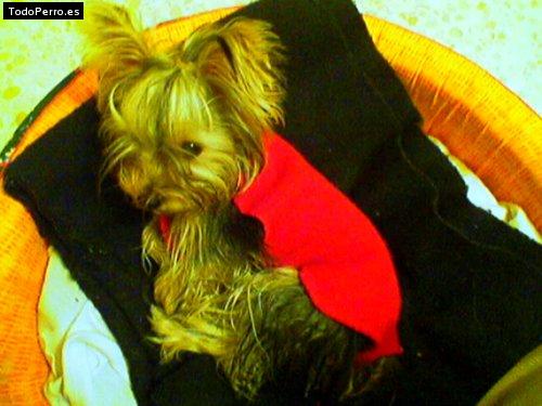 La foto del perro