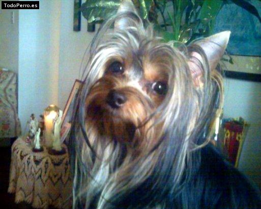 La foto del perro