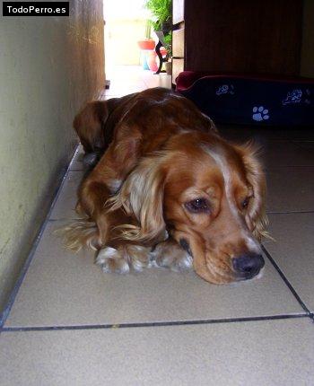 La foto del perro