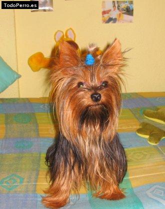 La foto del perro