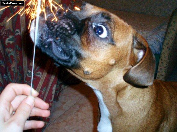 La foto del perro