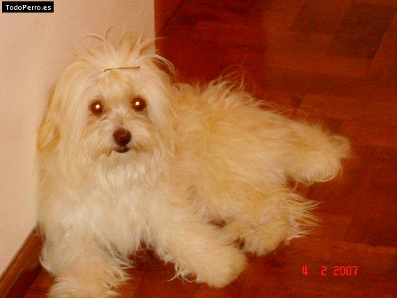 La foto del perro